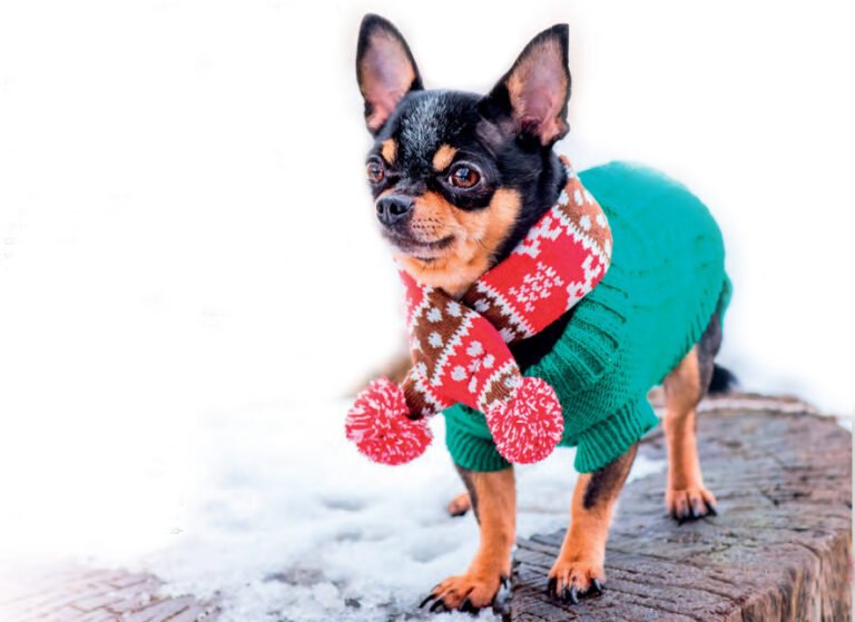 Consejos para cuidar a tu perro en invierno