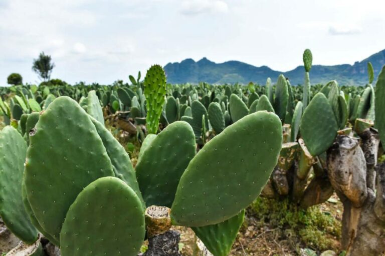 Beneficios del nopal para control de la diabetes