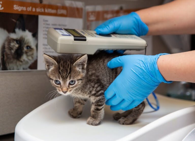 June is National Microchip Month